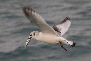 kittiwake_offde_29012010_img_6303_small.jpg