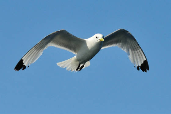 kittiwake_pelagic_17082011.jpg