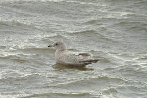 kumliensgull_blackwaterest_14012012_mc_snv38624.jpg
