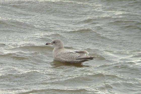 kumliensgull_blackwaterest_14012012_mc_snv38624.jpg