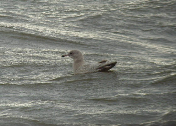 kumliensgull_blackwaterest_14012012_mc_snv38625.jpg