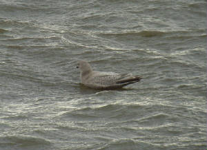 kumliensgull_blackwaterest_14012012_mc_snv38626.jpg