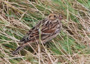 laplandbunting_brownstownhd_05092010_dsc_0134.jpg