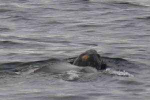 leatherbackturtle_eofhelvick_13082009_img_7246_small.jpg