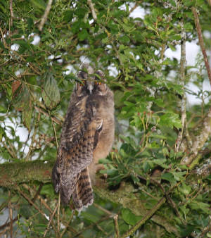 leowl_nrvillierstown_13062012_img_8756_medium.jpg