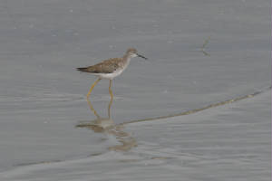 lesseryellowlegs01.jpg
