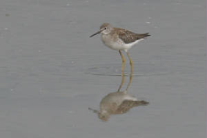 lesseryellowlegs02.jpg