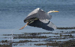 liftoff3_greyheron_tramorebackstrand_18042009.jpg