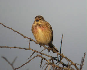 linnet1_tramore_21032010.jpg