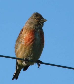 linnet_admale_ramhd_08082009_p1010235edit.jpg