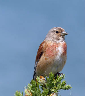 linnet_ferrypt_03072013_tk_p1020862lt.jpg
