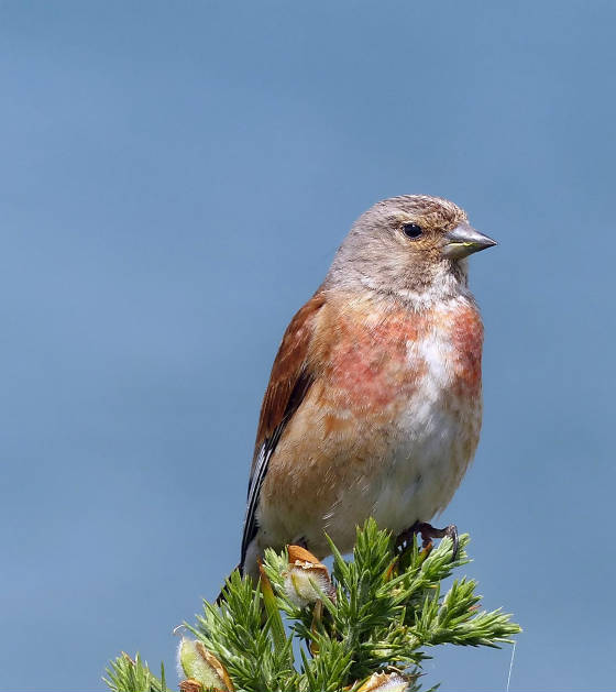 linnet_ferrypt_03072013_tk_p1020862lt.jpg