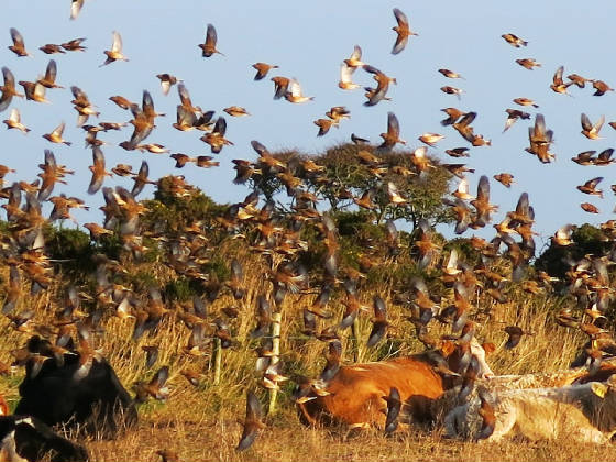 linnets_tankardstown_morningchorus_14nov2013.jpg