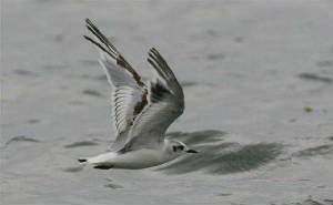 littlegull_1sts_ballinclamper_29june2007_img_0240.jpg