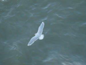 littlegull_helvick_02022009_02020030.jpg