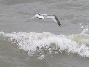 littlegull_helvick_28oct2004.jpg