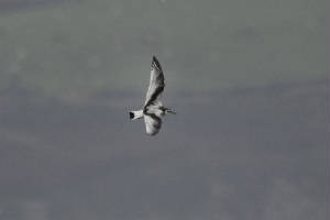 littlegull_juv_cloneastr_pa_14102011_3882.jpg