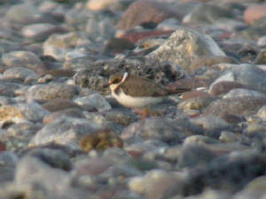 littleringedplover_juv_ballinard_cf_05092012_6_.jpg
