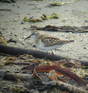 littlestint_ballinclamper_21092008_09211micheal0058.jpg