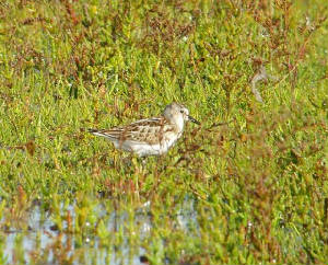 littlestint_cunnigar_11092010_snv35125.jpg