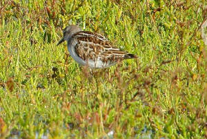 littlestint_cunnigar_11092010_snv35126.jpg