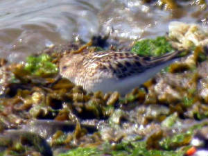 littlestint_cunnigar_1aug2005.jpg