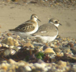 littlestint_curraghbeach_20092008_2.jpg