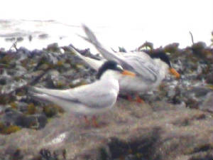 littleterns_clonea_5may2005.jpg