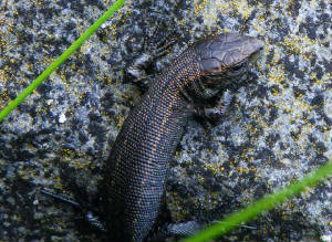 lizard5_helvick_06082009.jpg
