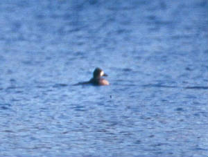 lsrscaup_111199.jpg