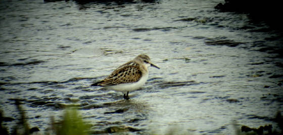 lstint_cunnigar_01092011_dsc04061.jpg