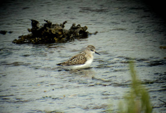 lstint_cunnigar_01092011_dsc04062.jpg