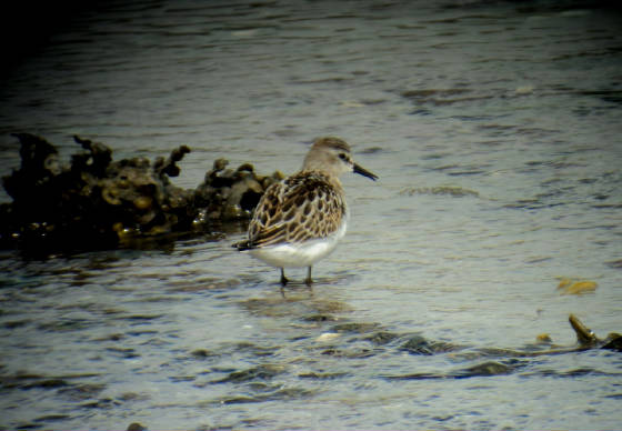 lstint_cunnigar_01092011_dsc04066.jpg