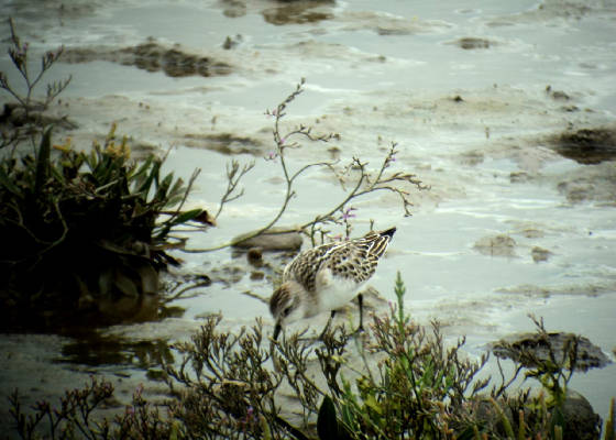 lstint_cunnigar_03092011_dsc04131_foc.jpg