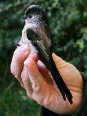ltt_brhd_3oct2006.jpg