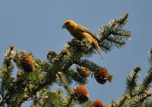 male1405_crossbill_carrignagour_14052012.jpg