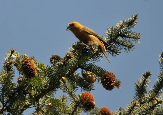 male1405_crossbill_carrignagour_14052012.jpg
