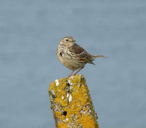 meadowpipit_ramhd_190609_p1000838ed.jpg