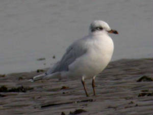 medgull2ndwinter1.jpg