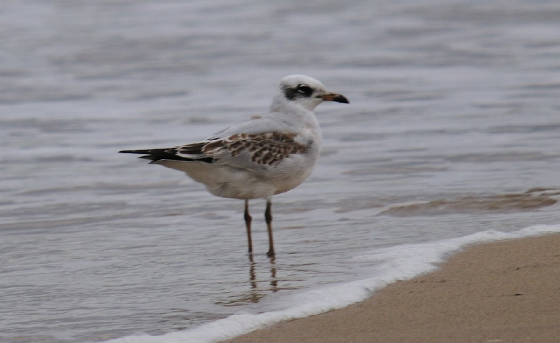 medgull_1stw_ardmore_08092011_am.jpg