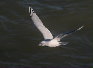 medgull_2w_ardmore_29102012_pmw_dsc_1_.jpg
