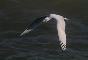 medgull_2w_ardmore_29102012_pmw_dsc_2_.jpg