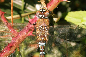 migranthawker_male_brhd_17092005_8.jpg