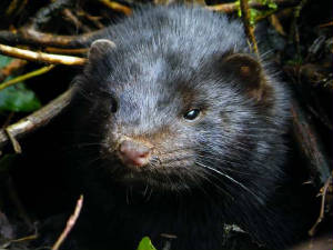 mink_nrlismore_18jan2010.jpg