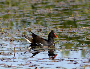moorhen_nrlismore_14062010_img_0378.jpeg.jpg