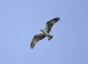 osprey_ballyscanlan_wt_010610pa_1006_1049.jpg