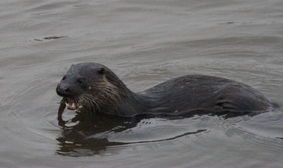 otter_barnawee_11112013_dc_img_3986_medium.jpg