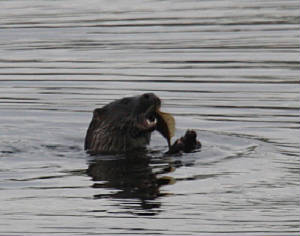 otter_cappoquin_02042012_dc_img_2489_medium.jpg