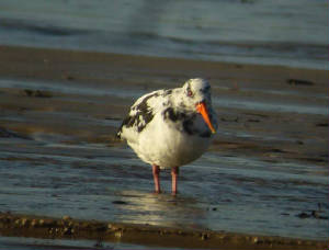 oystercatcher_albinistic_whitingbay_27dec2008_p1150922_.jpg