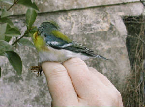 parula_1ym_7_brownstown_5oct2003.jpg